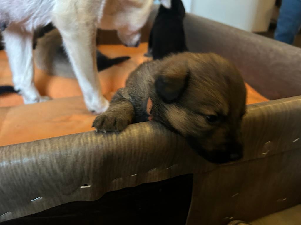 6  prachtige pups Husky/ Herder, 8 tot 15 weken, Groot, Meerdere, Meerdere dieren