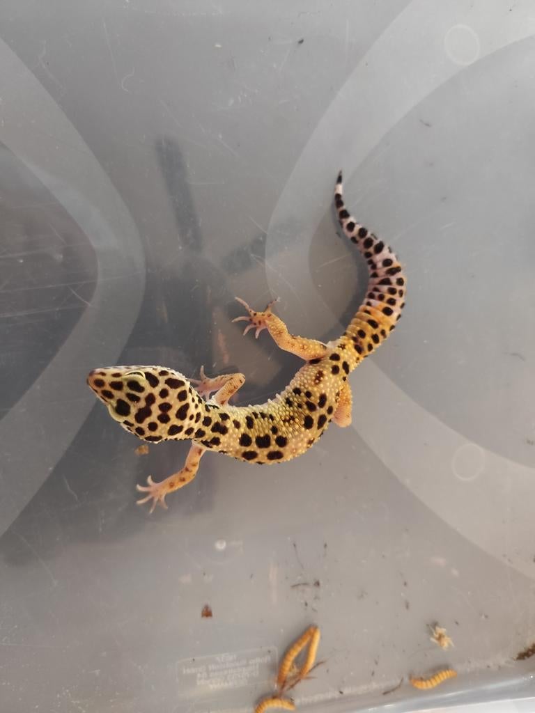 Luipaardgekko's uit eigen kweek., Hagedis, Tam, 0 tot 2 jaar