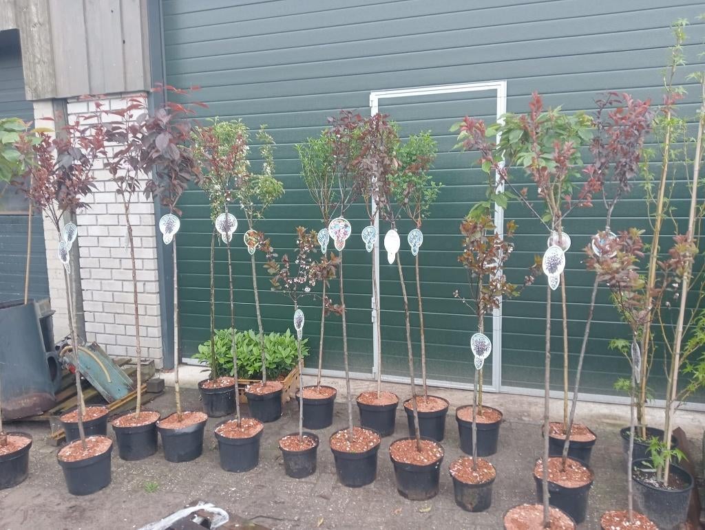 Kleine fruitbomen in pot, Tuin en Terras, Planten | Fruitbomen, Ophalen, Lente, Overige soorten, In pot