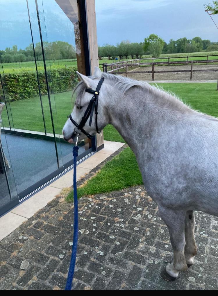 Te koop 5 jarige kleine B pony, Merrie, A pony (tot 1.17m), 0 tot 2 jaar