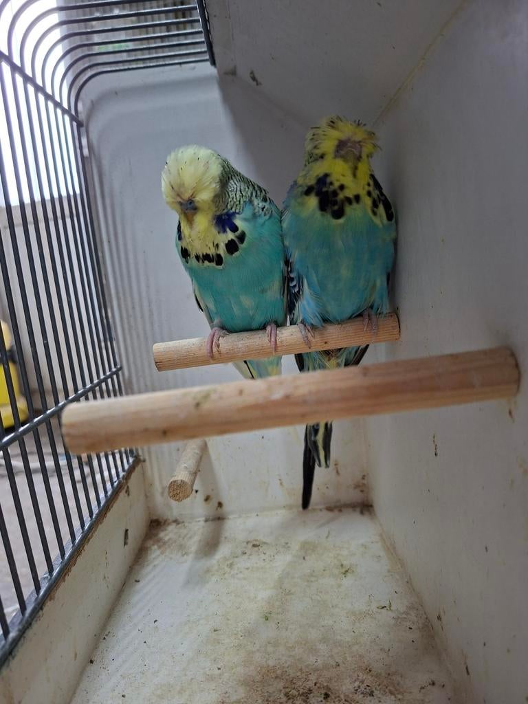 Mooie dikke Engelse parkieten, Meerdere dieren, Parkiet