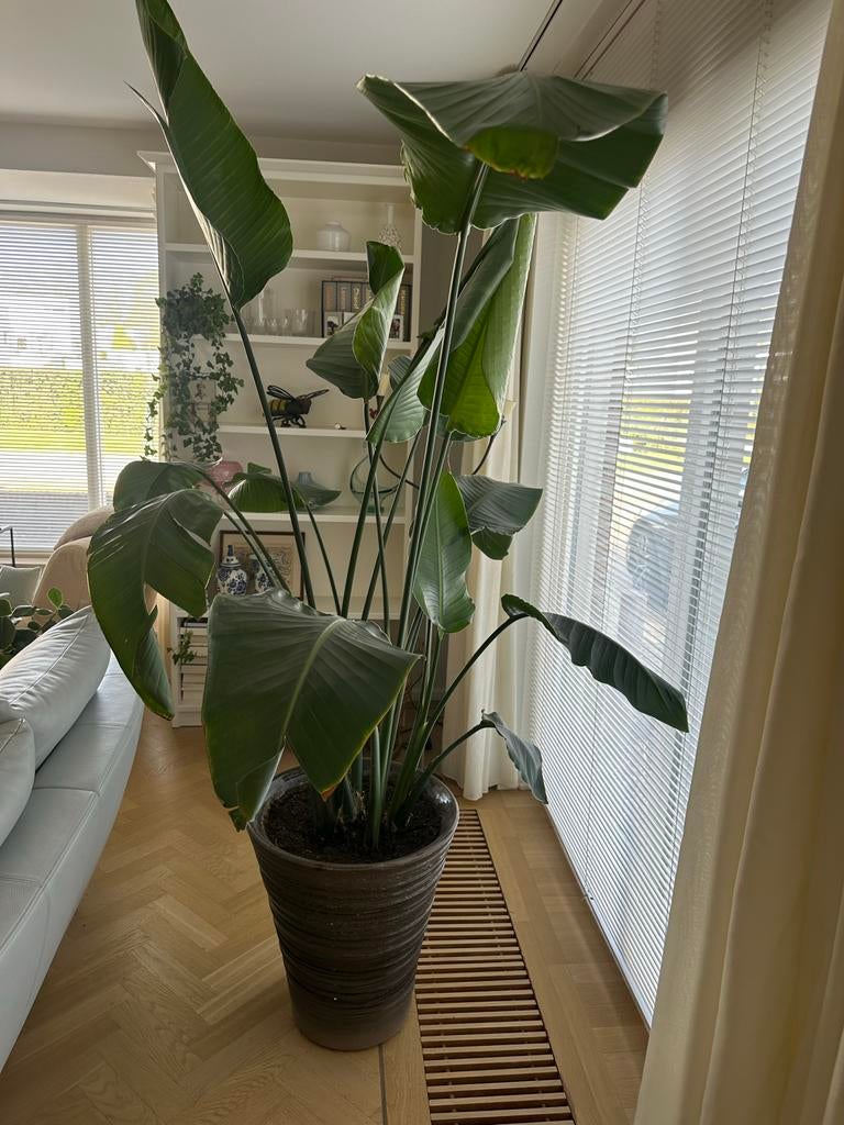 Grote Strelitzia Nicolai (Paradijsvogelplant) in pot, Ophalen, 200 cm of meer, Overige soorten, Halfschaduw