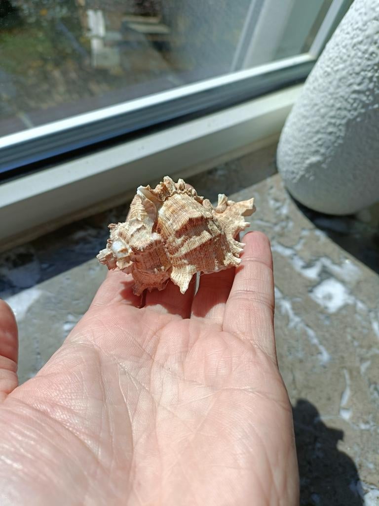 Murex schelp, Verzamelen, Ophalen of Verzenden, Schelp(en)
