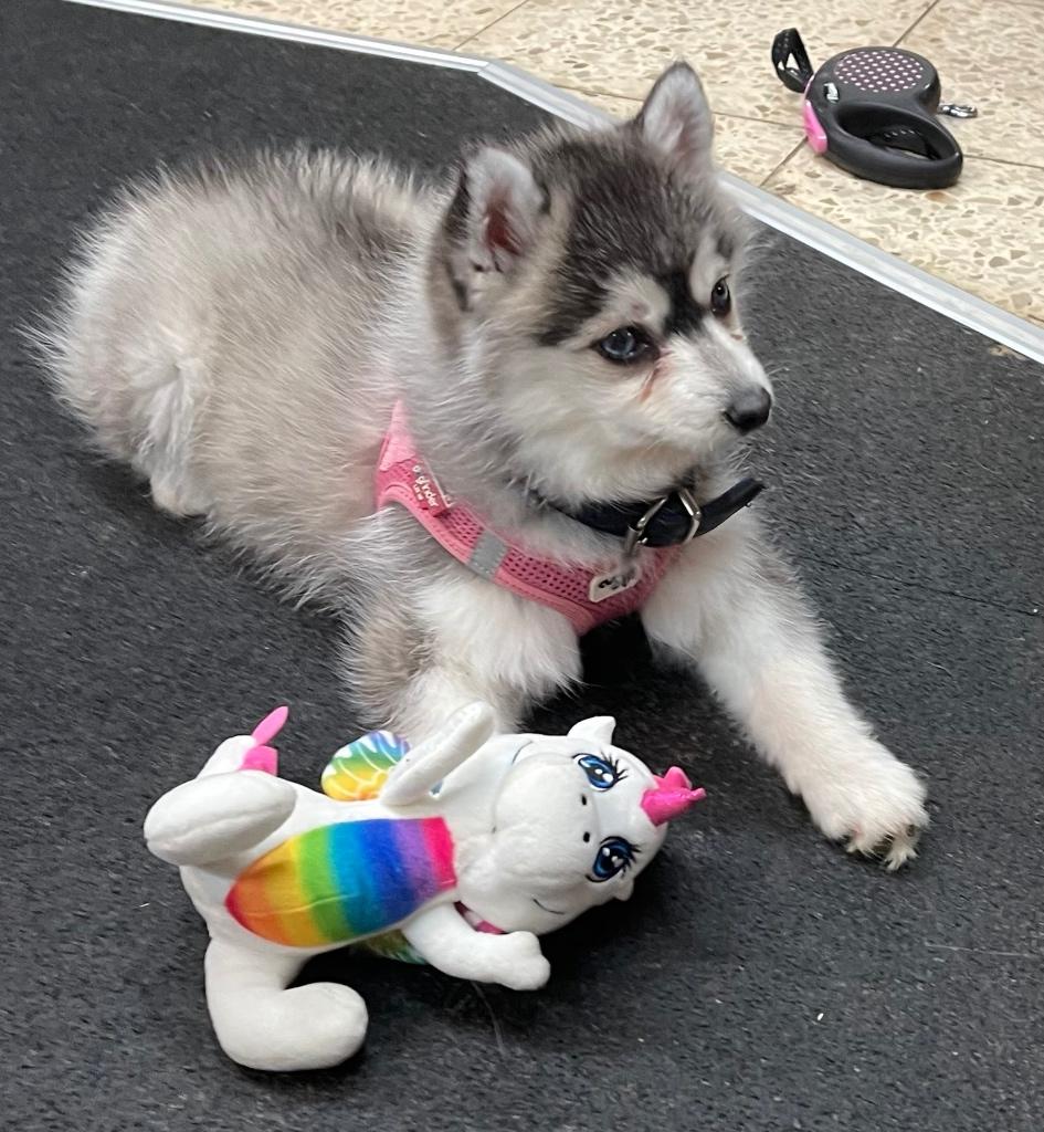 6 Monate alte Pomsky Hündin, Particulier, Rabiës (hondsdolheid), 15 weken tot 1 jaar, Overige rassen