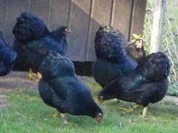 Krielkippen:Wyandotte-Sussex-Barnevelder-Bielefelder-Serama, Dieren en Toebehoren, Vrouwelijk, Kip