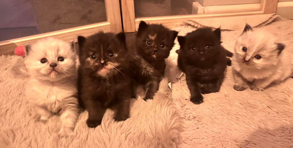 Kittens ragdoll x maine coon, Meerdere dieren, Gechipt