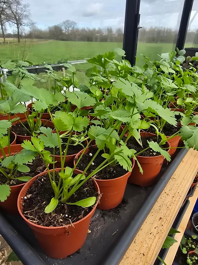 Koriander kruiden planten, Ophalen of Verzenden, Overige soorten, Volle zon