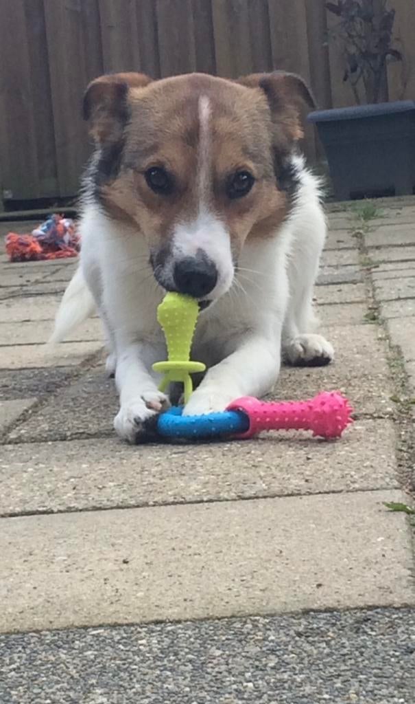 Boerenfox reu (11 jaar) zoekt ervaren thuis, 6 jaar of ouder, Reu, Eén hond, Middel