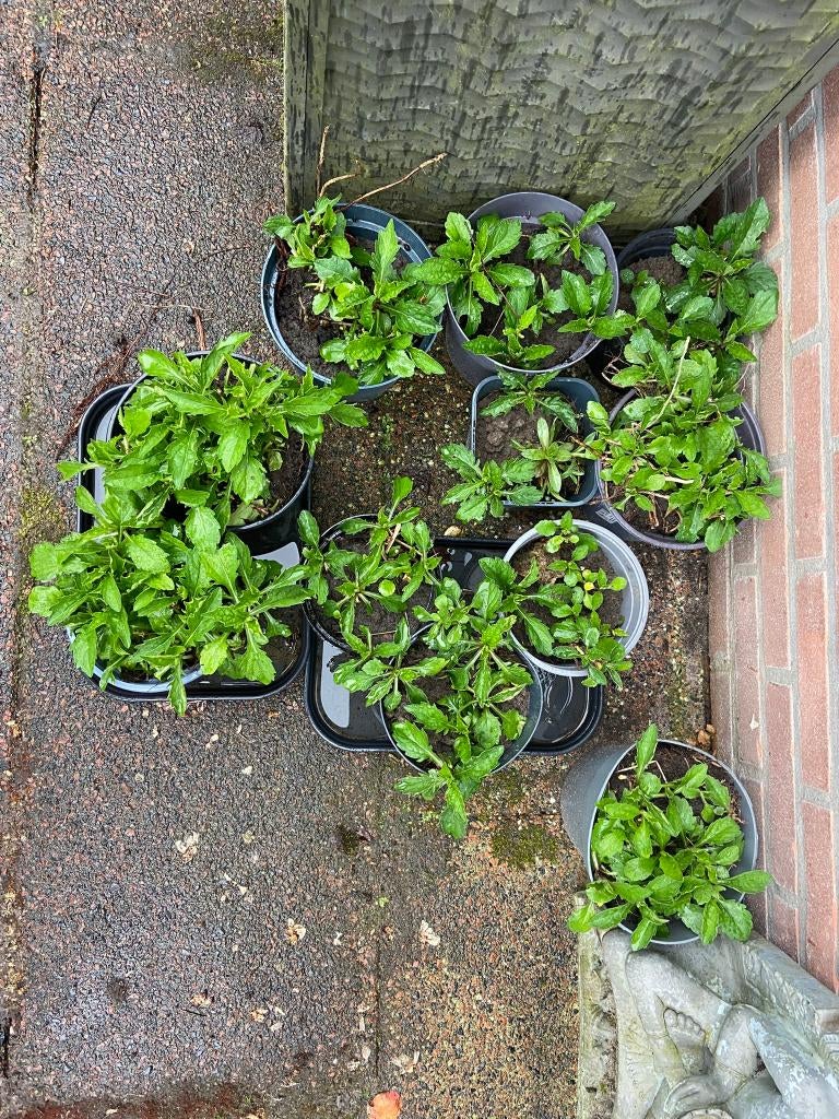 Mooie herfst Asters winterhard, Ophalen, Bodembedekkers, Volle zon, Vaste plant