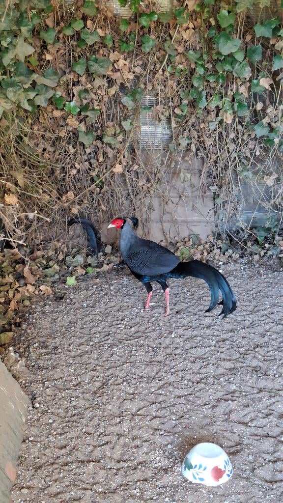 pluimvee, Mannelijk, Overige soorten