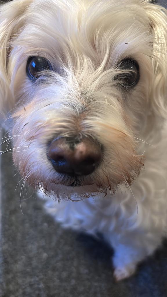 Lieve oudere hond zoekt rustig nieuw thuis, Dieren en Toebehoren, 6 jaar of ouder, Maltezer, Teef, Parvo