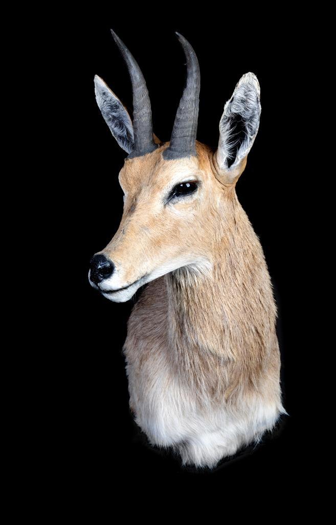 Klipspringer Taxidermie, Verzamelen, Ophalen of Verzenden, Zo goed als nieuw, Overige soorten, Opgezet dier