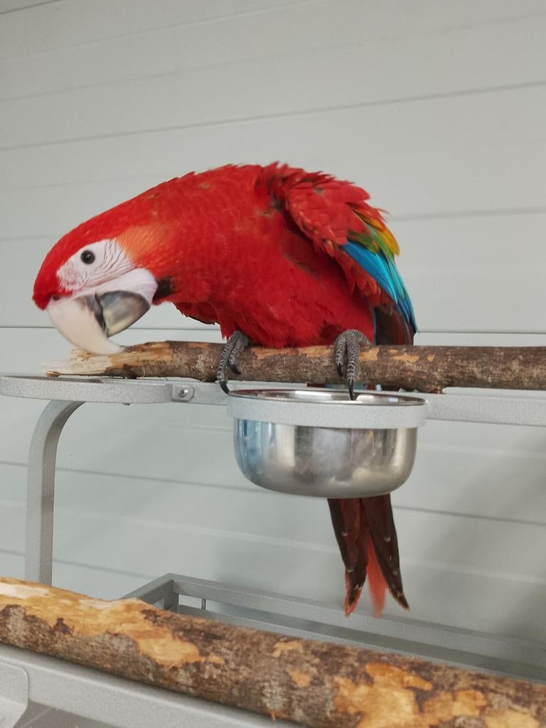Tamme baby Ruby Ara met DNA en getest op alle ziektes, Dieren en Toebehoren, Meerdere dieren, Papegaai, Geringd
