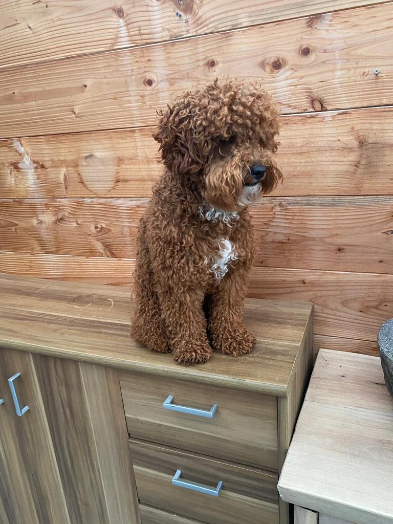 Dekreu, Reu, 1 tot 2 jaar, Parvo, Eén hond