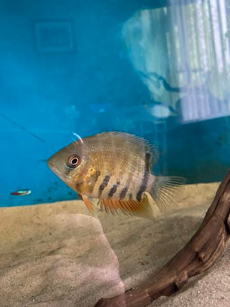 Heros severum rotkeil, Vis