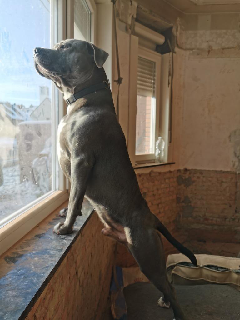 Dekreu American stafford, Dieren en Toebehoren, België, Particulier, Reu, Eén hond