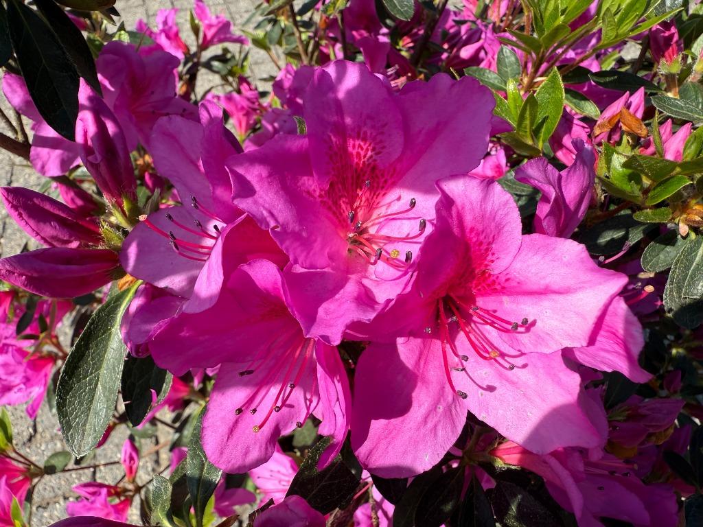 Azalea indica 'Mistral' planten te koop!!, Ophalen of Verzenden, Zomer, Overige soorten, Volle zon
