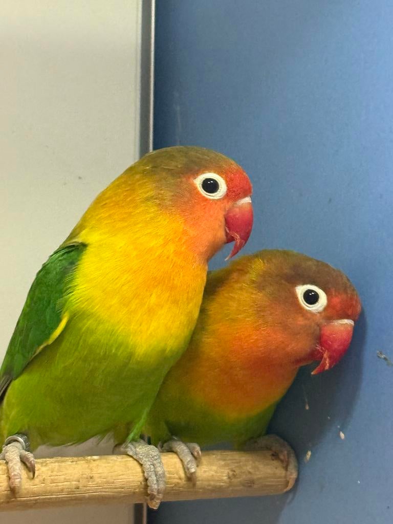 🦜 agapornis fischeri wildkleur 🦜, Dieren en Toebehoren, Vogels | Parkieten en Papegaaien, Meerdere dieren, Dwergpapegaai of Agapornis