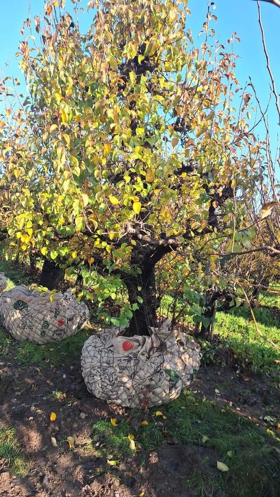 Prachtige Conference peren 65 jaar, Ophalen, 250 tot 400 cm, Perenboom, Lente