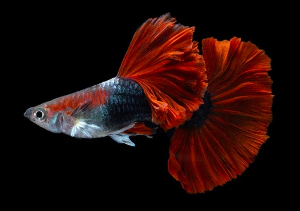 Half black red rose guppies jongen, Dieren en Toebehoren, Vissen | Aquariumvissen, Vis