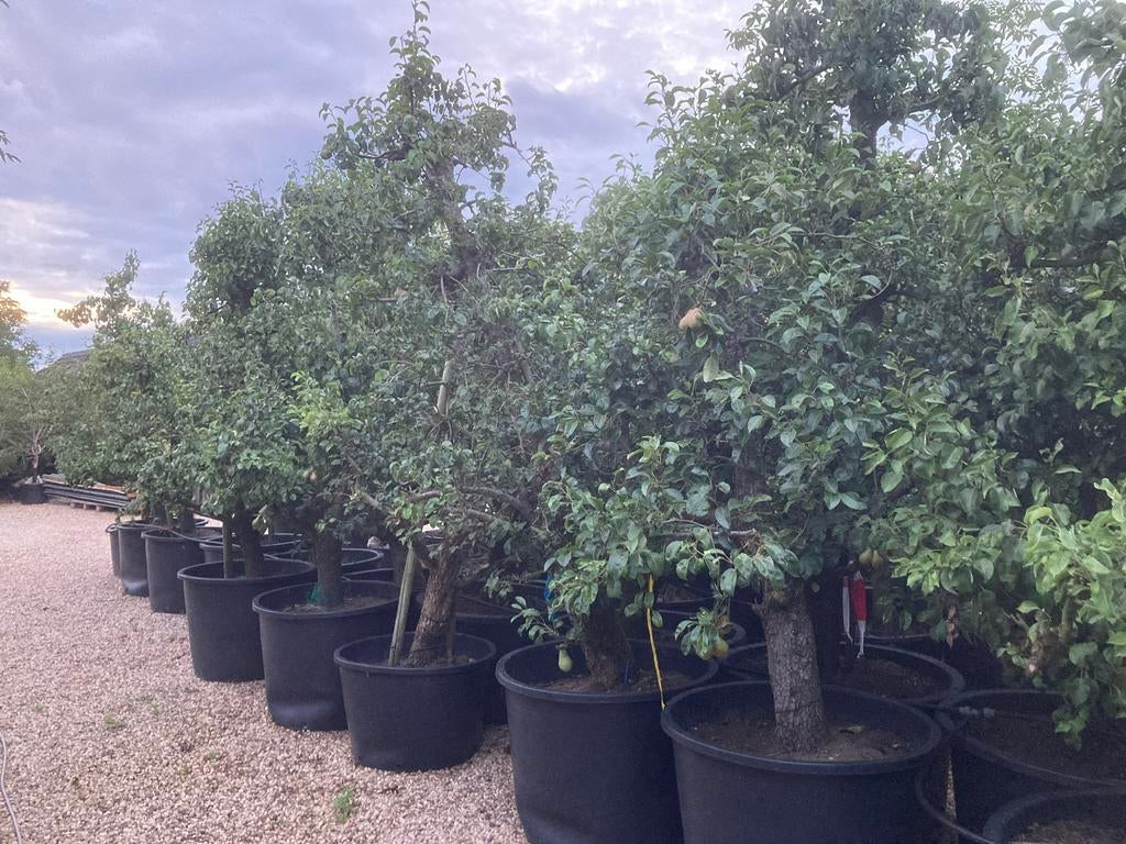 Oude Stoofpeer Giesser Wildeman fruitbomen en appelbomen, Ophalen, Lente, 250 tot 400 cm, Perenboom