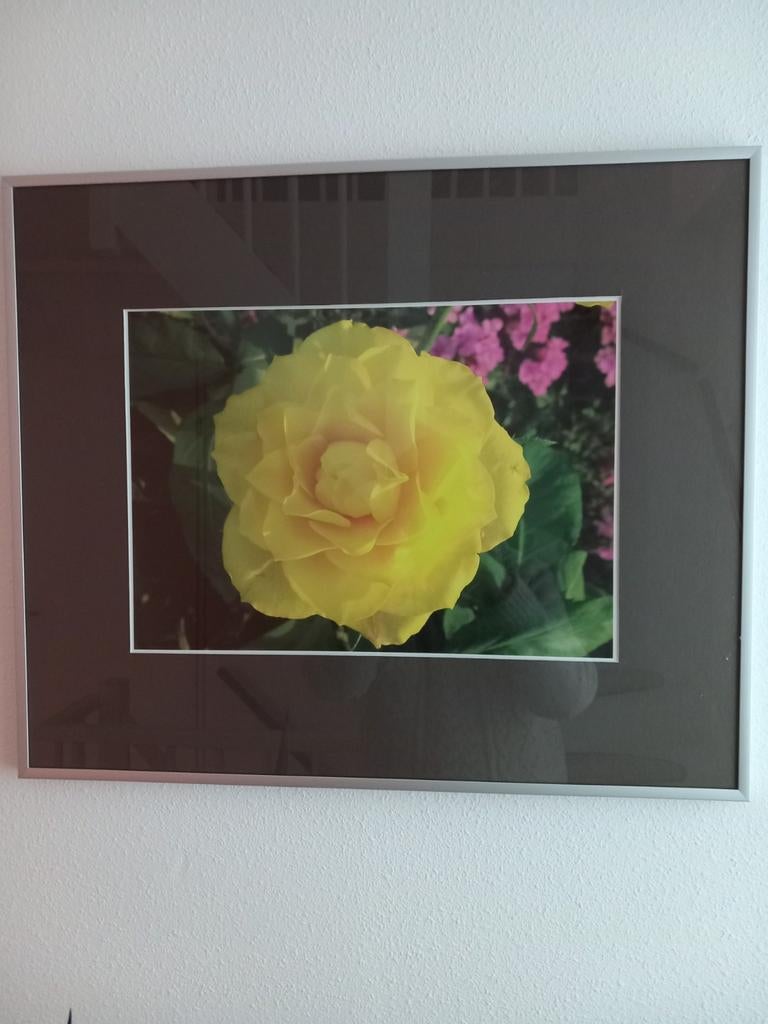 Bloem schilderij, Antiek en Kunst, Ophalen