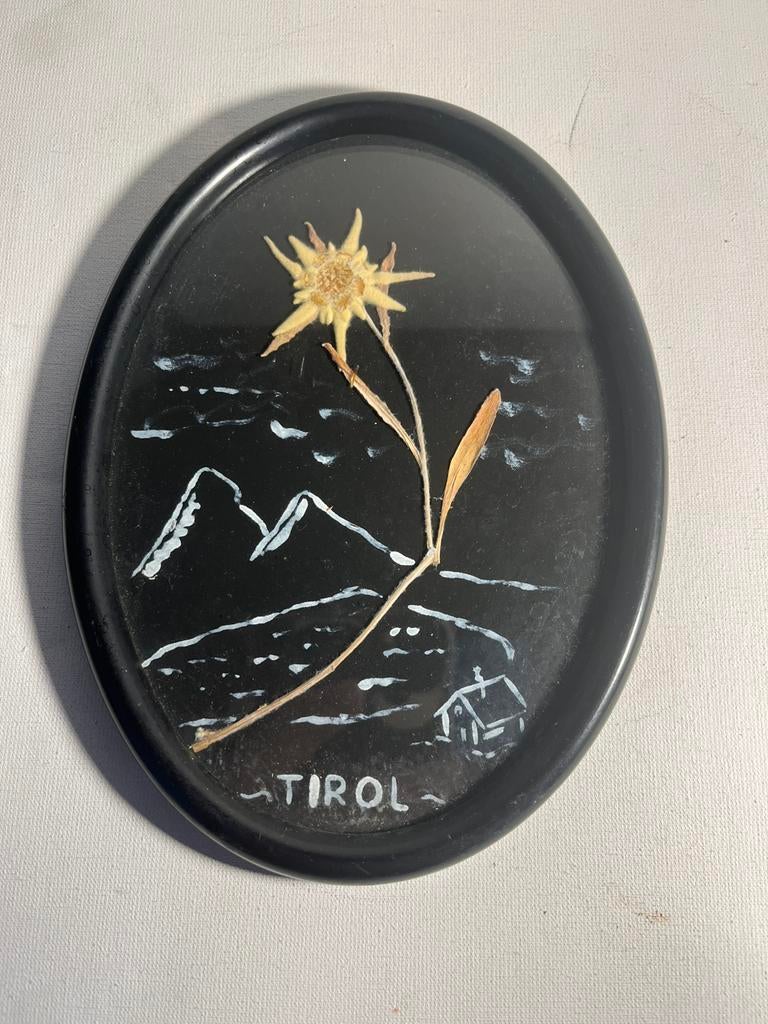 Vintage schilderij met gedroogde edelweiss uit Tirol, ‘50, Antiek en Kunst, Ophalen of Verzenden