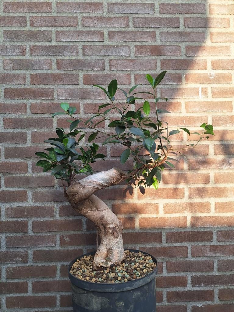 Dikke pre-bonsai Ficus Ginseng, Vaste plant, Bloeit niet, Halfschaduw, Ophalen