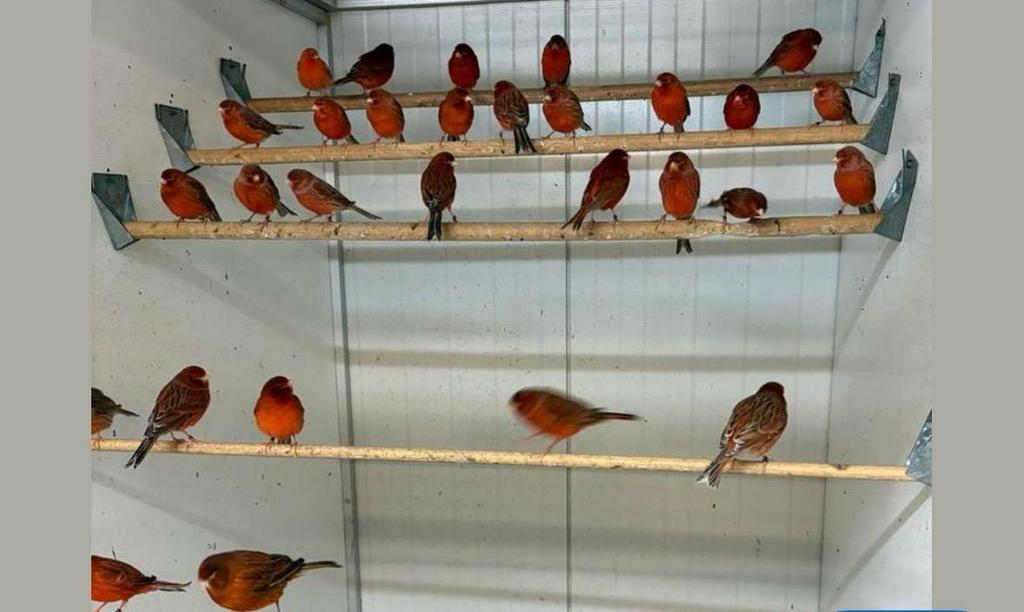 Roodagaat kanarie koppels en losse mannen, Meerdere dieren, Kleurkanarie