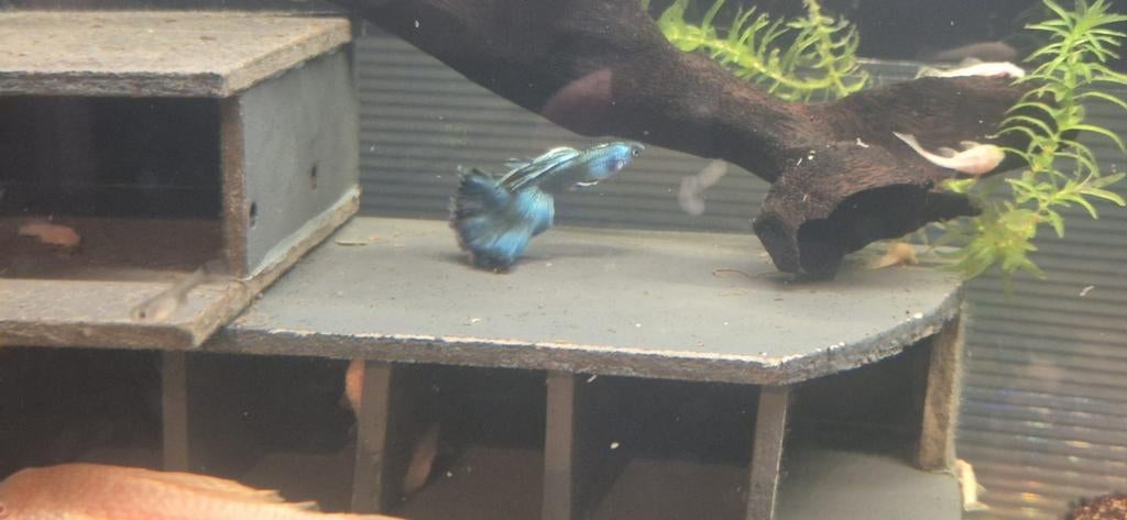 Mooie raszuivere blue moscow guppen, Vis, Zoetwatervis