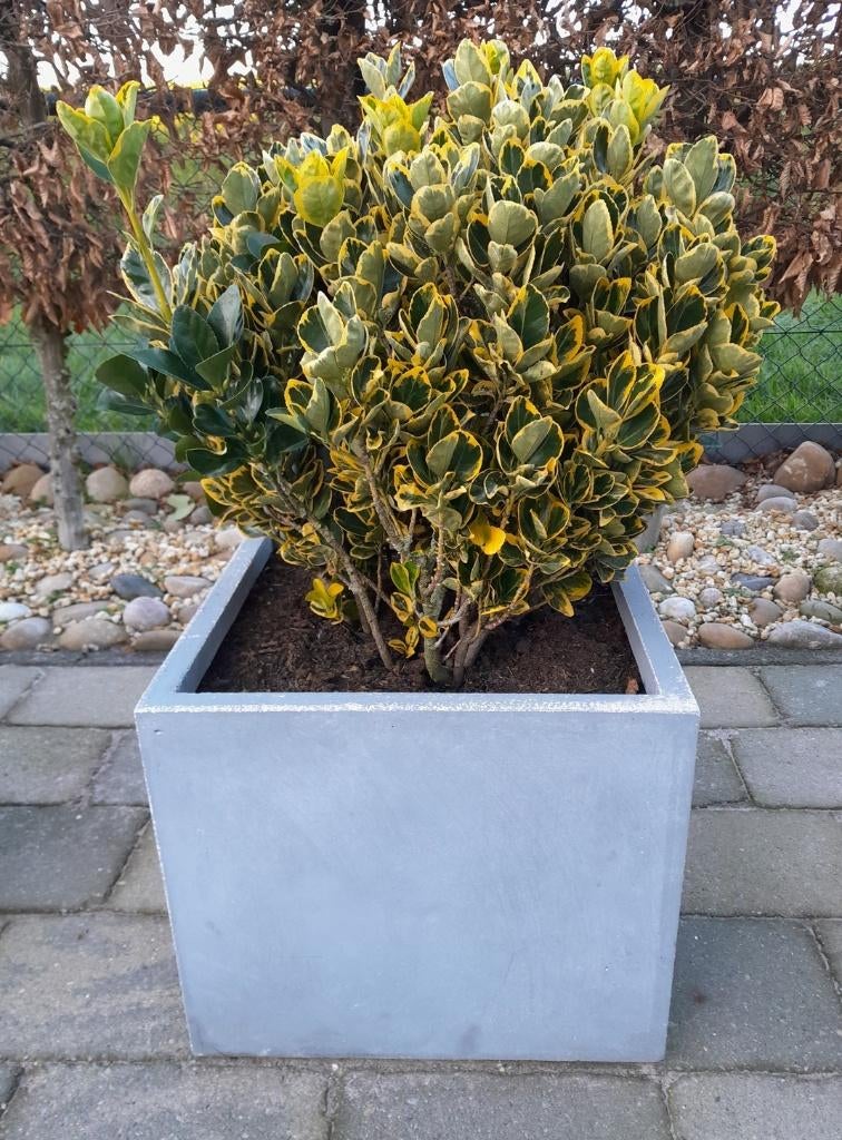 Euonymus -Kardinaalsmuts plant, Ophalen, Overige soorten, Volle zon