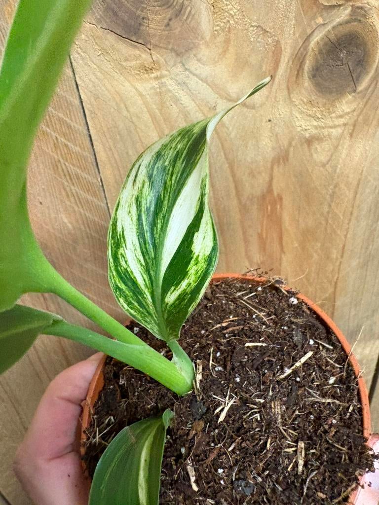 Strelitzia nicolai variegata plant albo white wit mint, Huis en Inrichting, Kamerplanten, Ophalen of Verzenden, Halfschaduw, Minder dan 100 cm