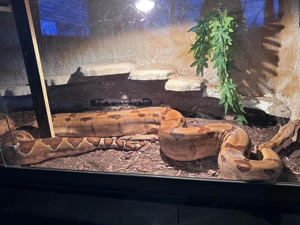 Boa constrictor vrouw, Dieren en Toebehoren, Ophalen, Zo goed als nieuw, Terrarium of Paludarium