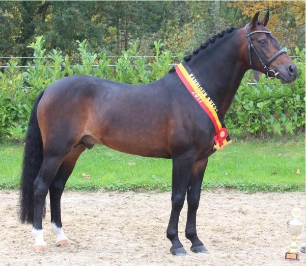 New Forest Dekhengs Samba Boy ter dekking, Dieren en Toebehoren, Hengst