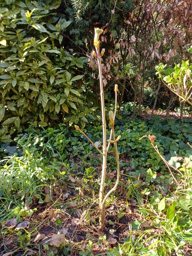 Kastanjestekken, Tuin en Terras, Planten | Bomen, Ophalen, Volle zon, Overige soorten, Minder dan 100 cm