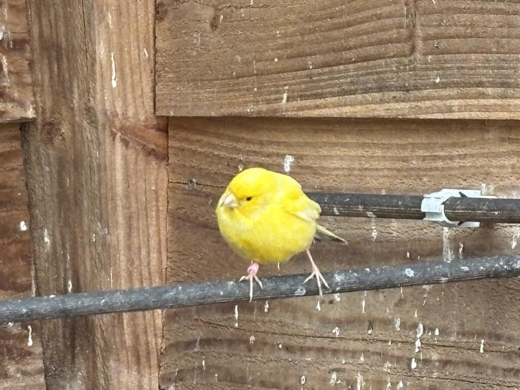 Prachtige gele kanarie man, Dieren en Toebehoren, Vogels | Kanaries, Mannelijk, Kleurkanarie