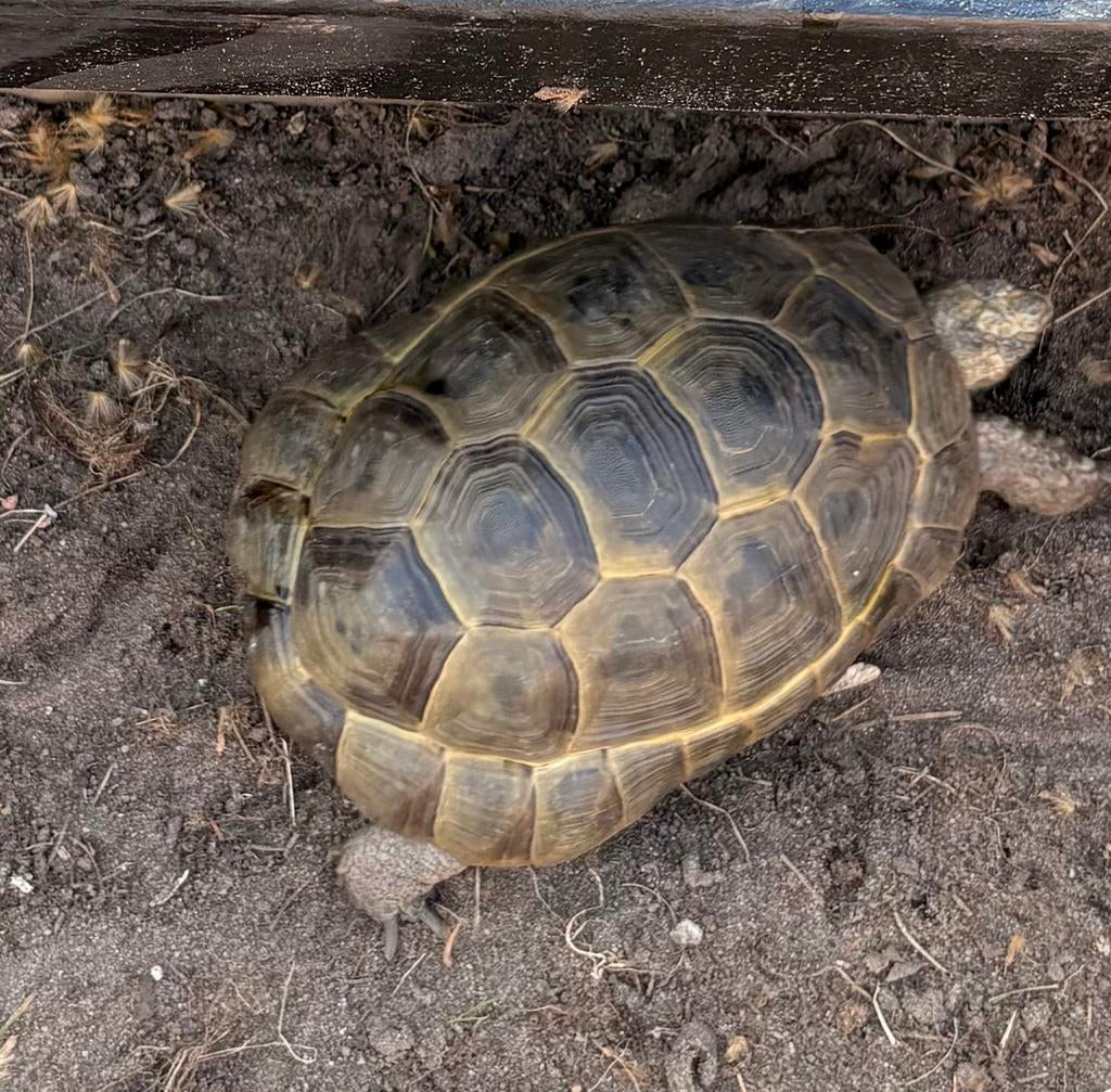 Griekse landschildpad (testudo hermanni ) Tortoise - male for sale from holsbeek