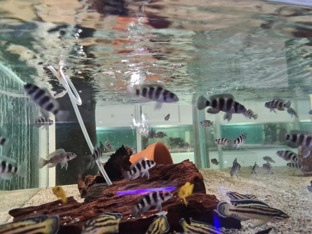 Neolamprologus Tretocephalus Tanganyika Cichliden, Dieren en Toebehoren, Vis, Zoetwatervis