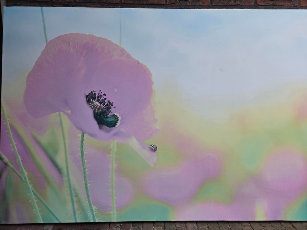 Schilderij Klaproos met Lieveheersbeestje 100x150, Ophalen