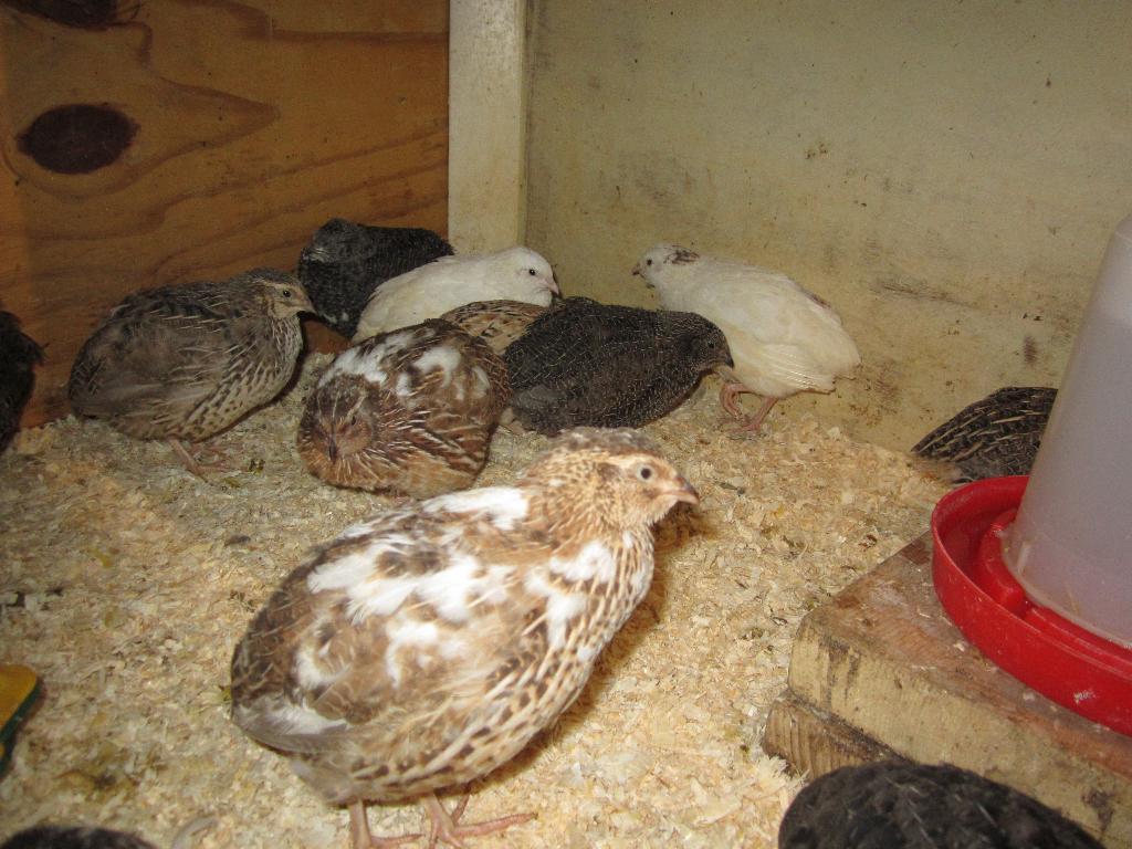 Te Koop Japanse Kwartels, Dieren en Toebehoren, Meerdere dieren, Overige soorten