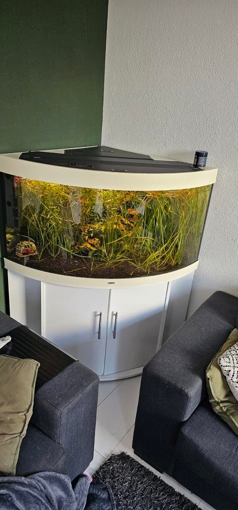 Juwel trigon 350 met led en co2, Dieren en Toebehoren, Vissen | Aquaria en Toebehoren, Ophalen, Gebruikt, Gevuld zoetwateraquarium