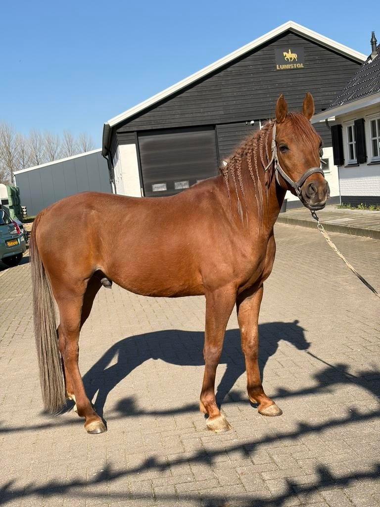 Lieve E pony 9 jarige ruin met goed stamboek, E pony (1.48m - 1.57m), Met stamboom, Ruin, Zadelmak