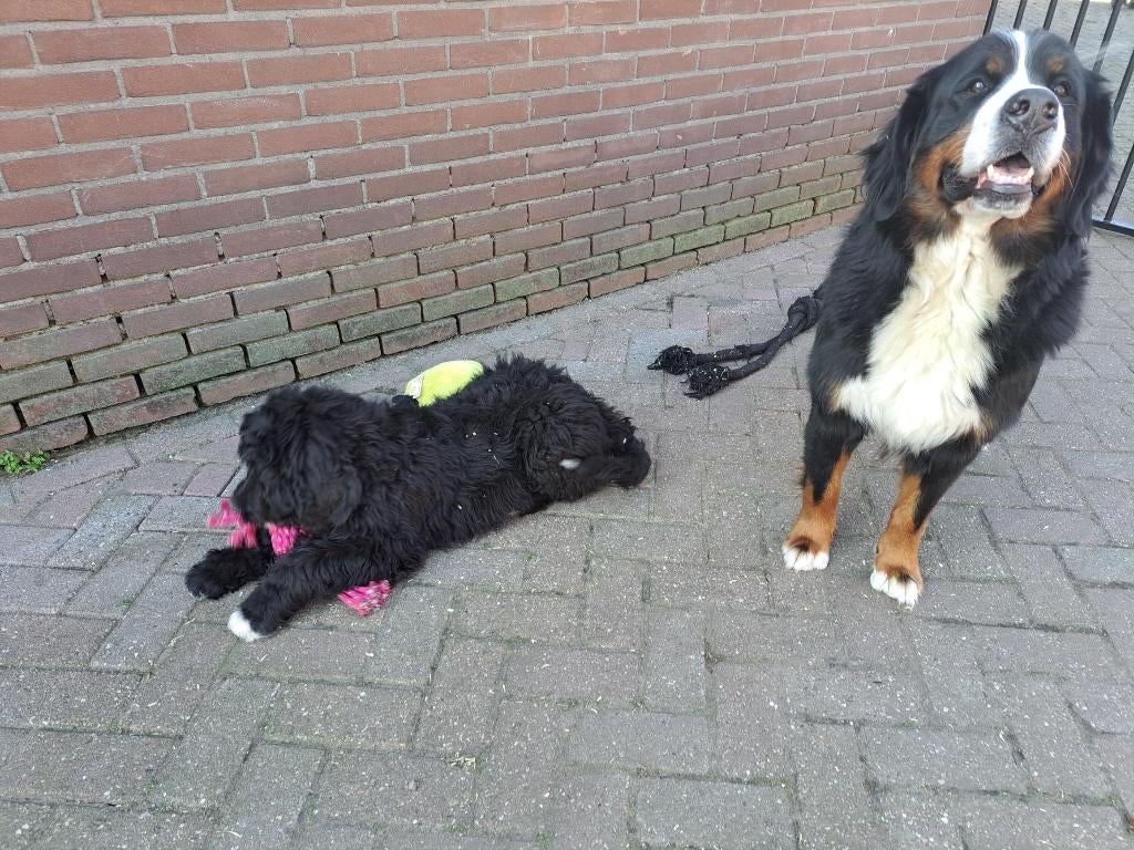 Bernedoodle pups, Overige rassen, Meerdere, Meerdere dieren, Nederland