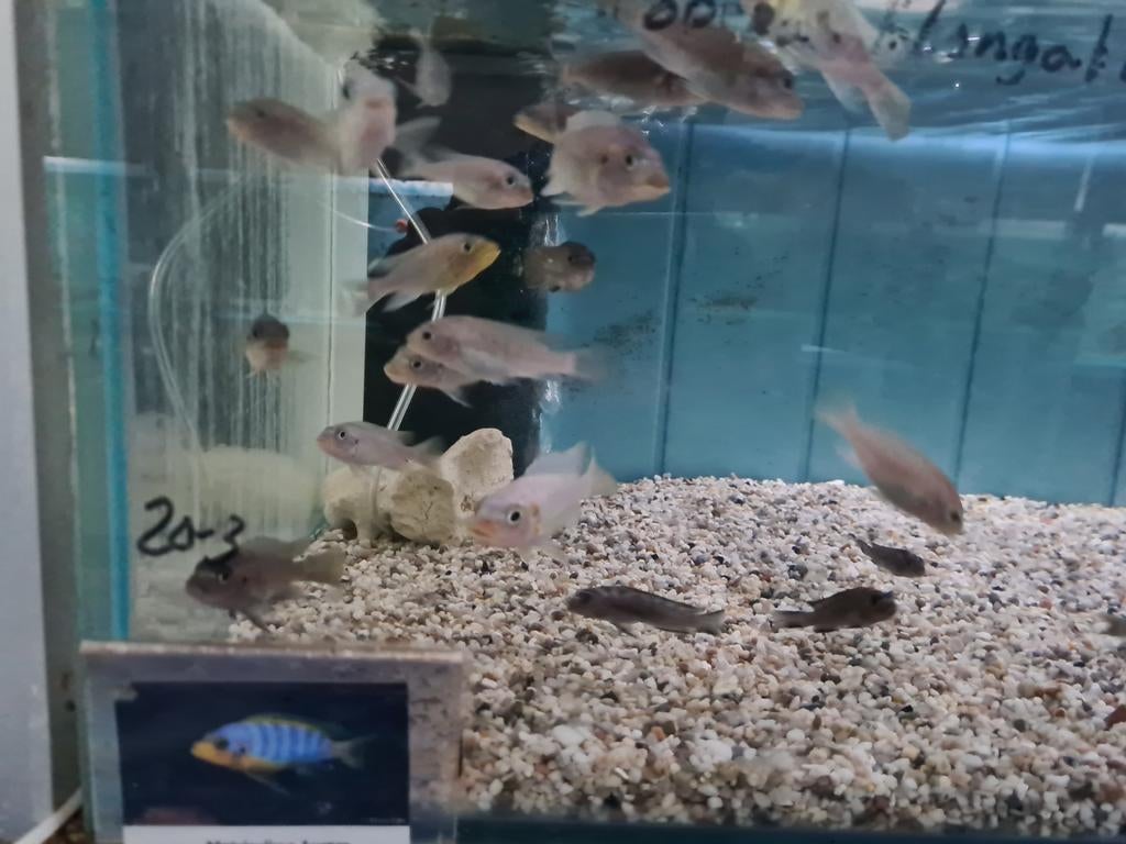 Metriaclima Aurora Malawi Cichliden, Vis, Zoetwatervis