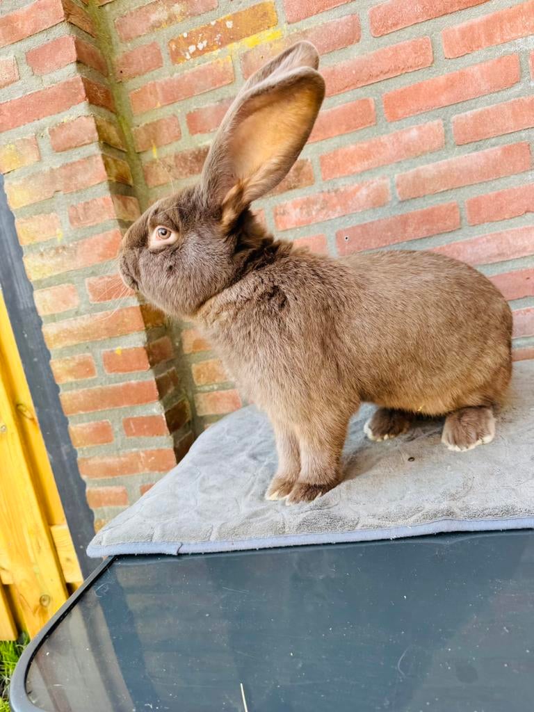 Duitse reus ram, Dieren en Toebehoren, Konijnen, Mannelijk, Groot, 0 tot 2 jaar