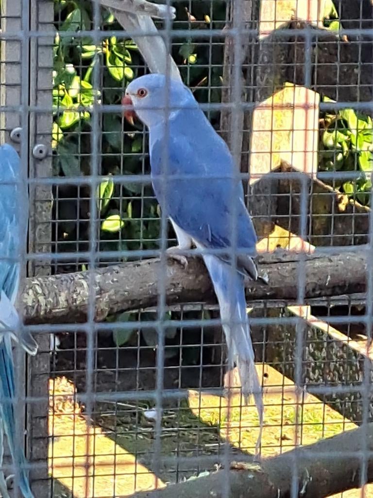 Ovj halsbanden, Dieren en Toebehoren, Vogels | Parkieten en Papegaaien, Meerdere dieren, Parkiet