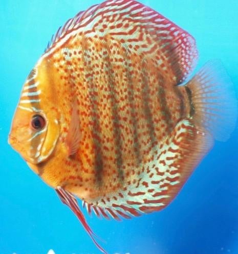 Tefe Discus ca 8 cm -Koidream Valburg