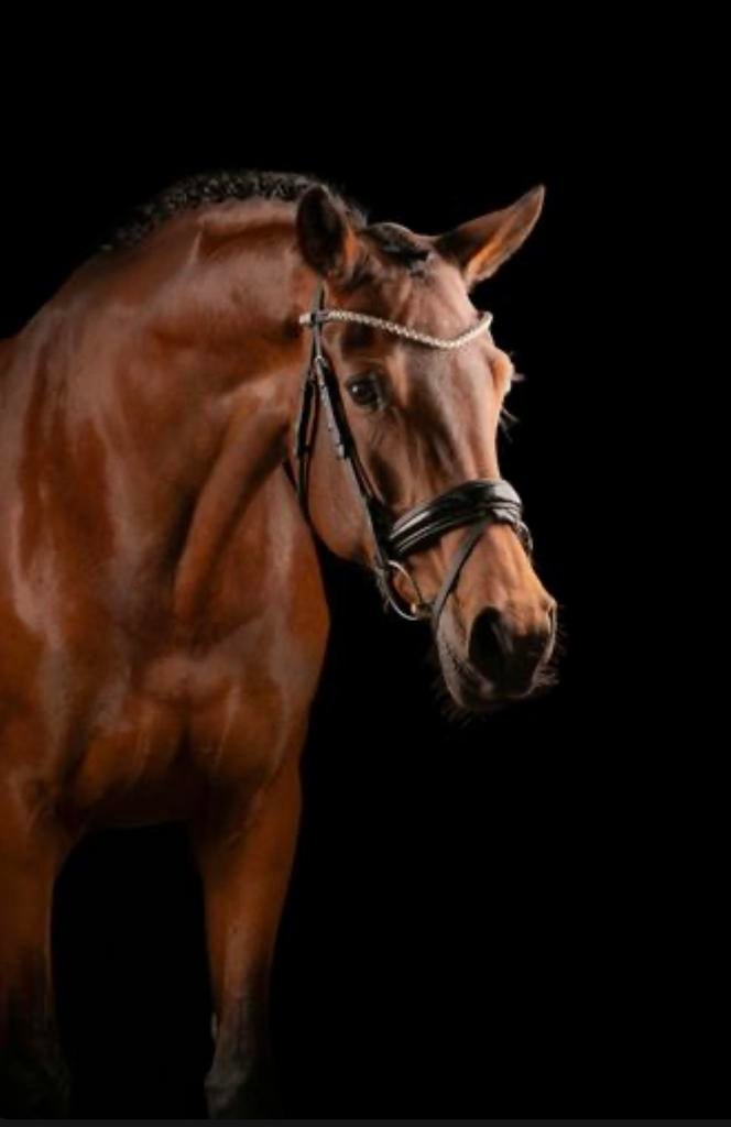 Te koop, Dieren en Toebehoren, Paarden, Merrie, Met stamboom, M, Dressuurpaard