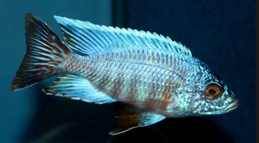 Malawi Cichliden: Aulonocara turkis, Vis, Zoetwatervis
