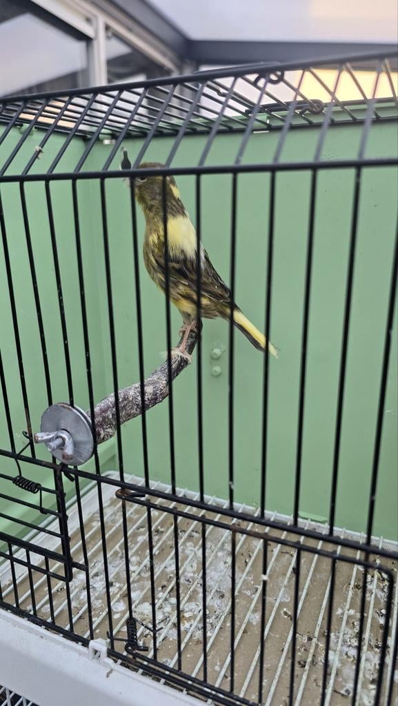 Kanaries pop, Vrouwelijk, Kleurkanarie